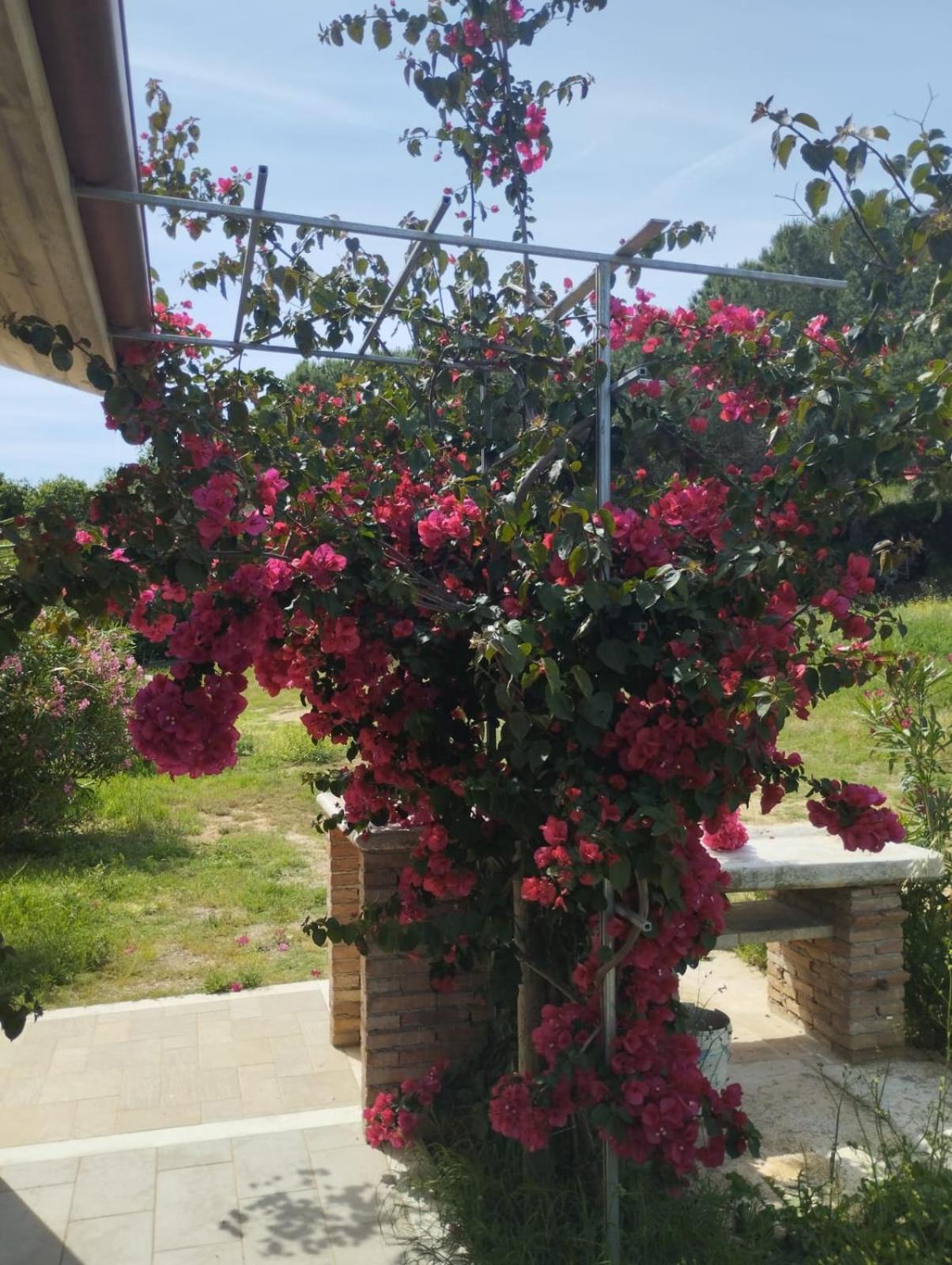 Appartamenti Mirella Capoliveri  Εξωτερικό φωτογραφία